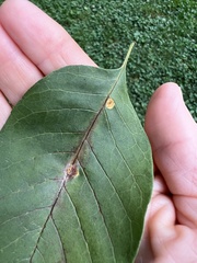 Puccinia sparganioidis