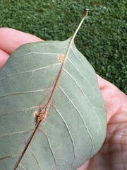 Puccinia sparganioidis