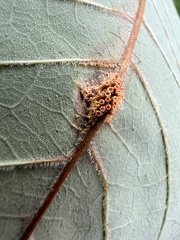 Puccinia sparganioidis