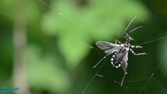 Sphedanolestes impressicollis