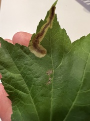 Cameraria saccharella