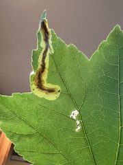 Cameraria saccharella