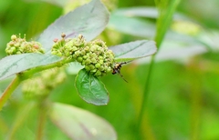Eretmocera impactella