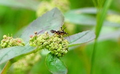 Eretmocera impactella