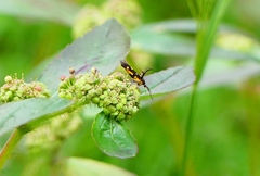 Eretmocera impactella