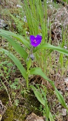 Tradescantia ernestiana