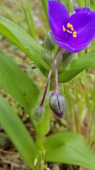 Tradescantia ernestiana