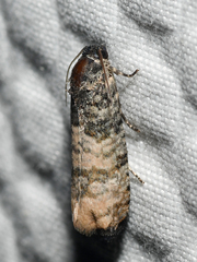 Epiblema obfuscana