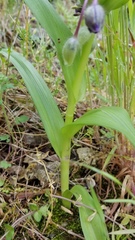 Tradescantia ernestiana