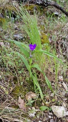 Tradescantia ernestiana