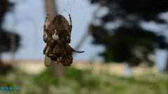 Araneus uyemurai