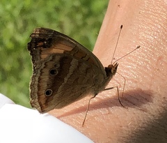 Junonia zonalis
