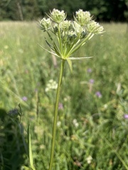 Silphiodaucus prutenicus
