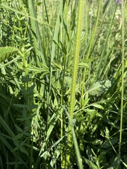 Silphiodaucus prutenicus