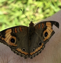 Junonia zonalis