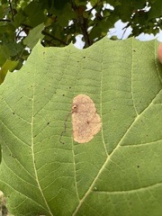 Ectoedemia platanella