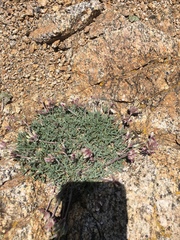 Trifolium dasyphyllum