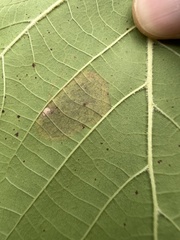 Ectoedemia platanella