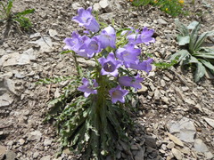 Campanula speciosa