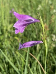Gladiolus palustris