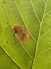 Ectoedemia platanella