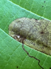 Ectoedemia platanella