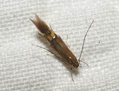 Cosmopterix fernaldella