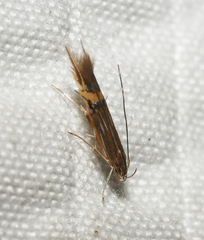 Cosmopterix fernaldella