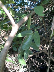 Aristolochia trilobata