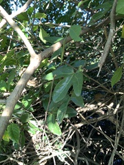 Aristolochia trilobata