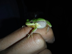 Hyla euphorbiacea