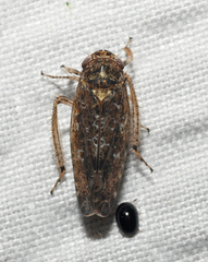 Allygidius atomarius