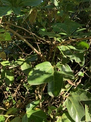 Aristolochia trilobata
