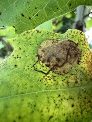 Ectoedemia platanella