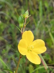 Ludwigia maritima