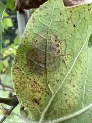 Ectoedemia platanella