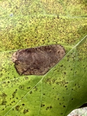 Ectoedemia platanella