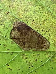 Ectoedemia platanella