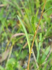 Ludwigia maritima