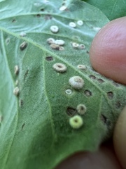 Neuroterus umbilicatus