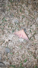 Adeloneivaia subangulata