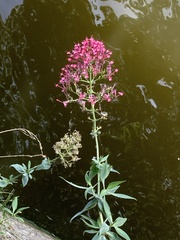 Centranthus ruber