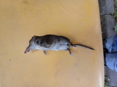 Sorex minutus