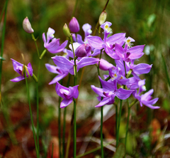 Calopogon tuberosus