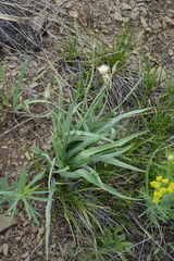 Takhtajaniantha austriaca