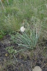 Takhtajaniantha austriaca