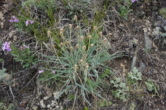 Takhtajaniantha austriaca