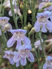 Penstemon