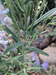 Penstemon