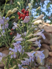 Penstemon